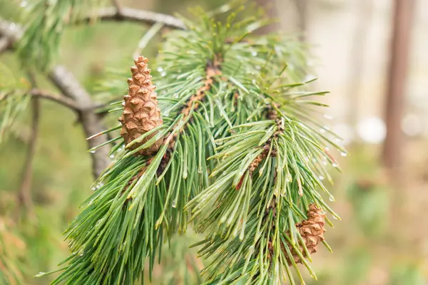 Fresh Green Pine Branch Water Drops Young Brown Cones Backdrop — Stock Photo, Image