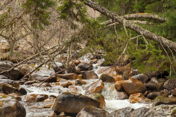 Ein Sauberer Gebirgsfluss Fließt Den Felsen Entlang Neben Dem Schönen — Stockfoto