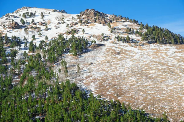 Groene Naaldhout Bos Berghelling Met Resten Van Sneeuw Lente Achtergrond — Stockfoto