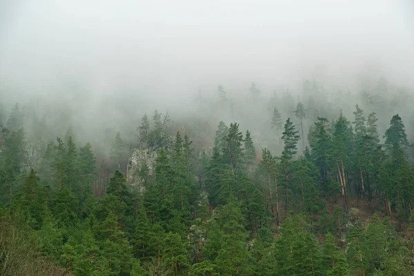 Nadelwald Berghängen Nebel Bäume Dunst Des Frühlings — Stockfoto