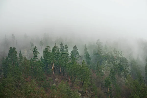 Nadelwald Berghängen Nebel Bäume Dunst Des Frühlings — Stockfoto