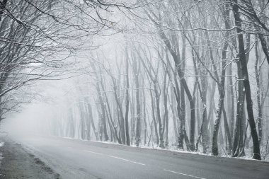 sis mistik arka plan ile yol boyunca kışın çıplak ağaçlar ayakta