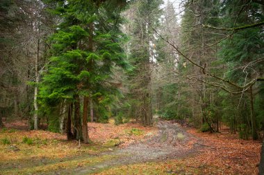 sonbahar parlak yaprakları yeşil iğne yapraklı ağaçlar ile bir ormanda yol çamur ve su birikintileri ile kaplı