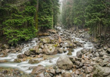 şelaleler ve dağ nehir rapids, erken ilkbaharda dağlık iğne yapraklı ormanlarla çevrili kayalar streams saf nehir suyu akışı