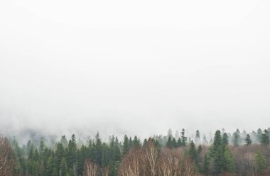 sis veya alçak bulutlar arka planda dağların eteklerinde bir ormandaki yeşil ağaçlar