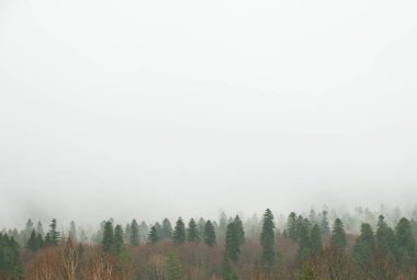 sis veya alçak bulutlar arka planda dağların eteklerinde bir ormandaki yeşil ağaçlar