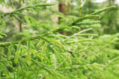 Yeşil iğne yapraklı ağaçlar yoğun bir genç iğne ve Bahar, arka plan su damlaları dallarında