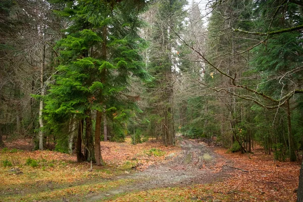 sonbahar parlak yaprakları yeşil iğne yapraklı ağaçlar ile bir ormanda yol çamur ve su birikintileri ile kaplı