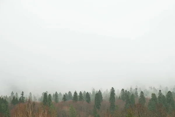 Grüne Bäume Einem Wald Den Hängen Der Berge Nebel Oder — Stockfoto