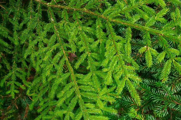 Zelené Větvičky Jehličnatých Stromů Hustých Mladých Jehlu Kapky Vody Jaře — Stock fotografie