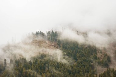 sis veya alçak bulutlar arka planda dağların eteklerinde bir ormandaki yeşil ağaçlar