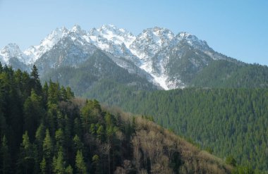 bir dağın karla kaplı dağ zirveleri arka plan sıçrama çerçevede bir yeşil iğne yapraklı orman