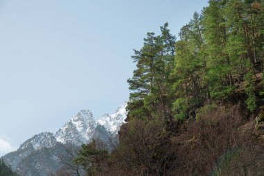 bir dağın karla kaplı dağ zirveleri arka plan sıçrama çerçevede bir yeşil iğne yapraklı orman