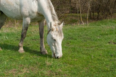açık renk bir at kırsal yeşil çimenlerin üzerinde ilkbaharda otlatma