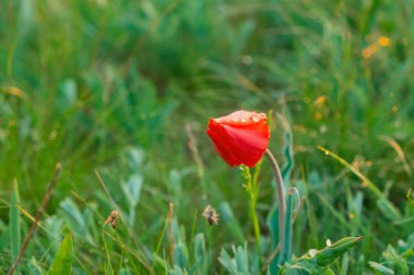 Kırmızı alan Lale bir alanda parlak yeşil çim ekran koruyucu duvar kağıdı ile sürü
