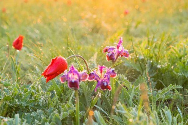 Campo Salvaje Tulipanes Iris Púrpura Campo Con Hierba Verde Brillante —  Fotos de Stock