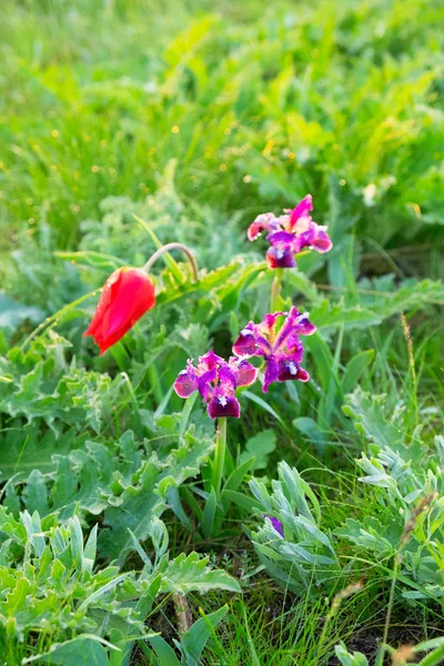 Campo Salvaje Tulipanes Iris Púrpura Campo Con Hierba Verde Brillante —  Fotos de Stock