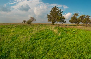 Ağaçların altında büyük bulutlar manzara parlak mavi gökyüzü ile yeşil çimen