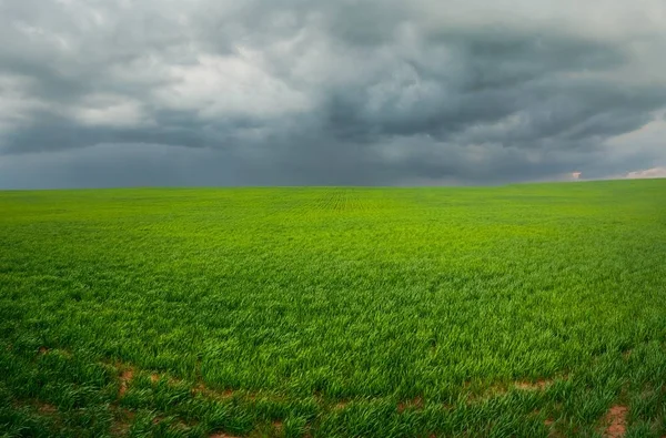 field with a bright green grass under the sky with large dark storm clouds in a wide format