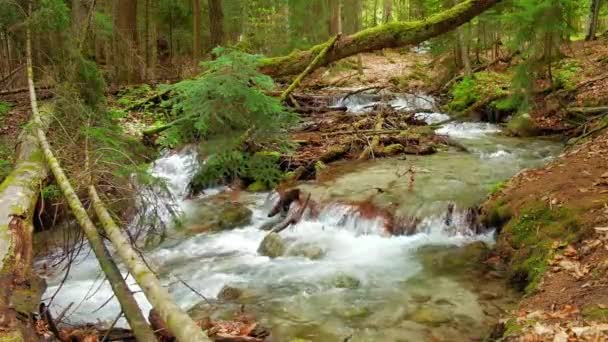 Arroyo Rápido Río Con Agua Clara Corre Brillante Bosque Verano — Vídeo de stock