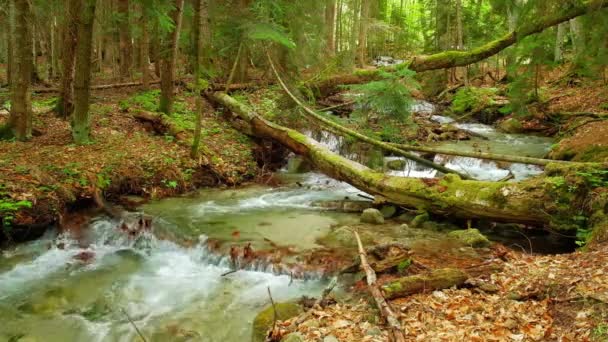 Düşmüş Ağaç Taş Parlak Yaz Ormandaki Nehir Temiz Ile Hızlı — Stok video