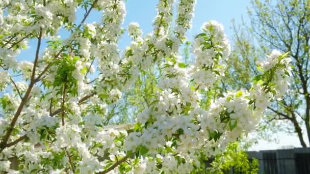 Lente Bloesem Van Fruit Bomen Pear Bloemen Takken Een Zonnige — Stockvideo