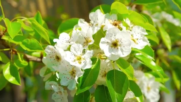 Spring Blossom Fruit Trees Pear Flowers Branches Bright Sunny Day — Stock Video
