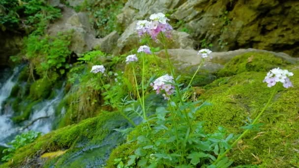 Flores Crecen Una Piedra Rodeada Musgo Verde Sobre Fondo Arroyos — Vídeo de stock