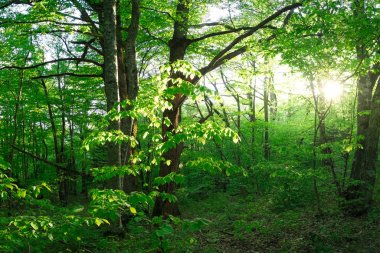 Adıge yoğun ormanda güneş ışığı ile yaz aylarında çalılıkları genç parlak yaprakları yeşil ağaçlar