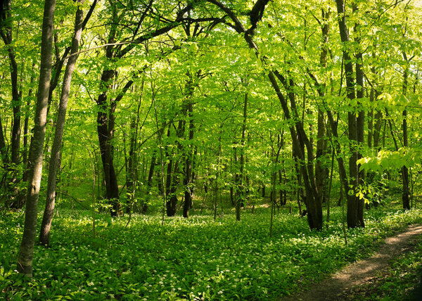 green trees with young bright foliage in thickets of dense forest in Adygea in summer with sunlight
