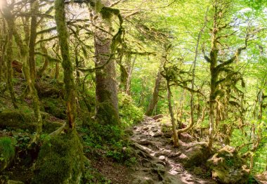 çalılıkları Adıge yoğun ormanda güneş ışığı ile yaz aylarında ve yosun ve ağaçlardan kökleri ağaçlarda bir yolda
