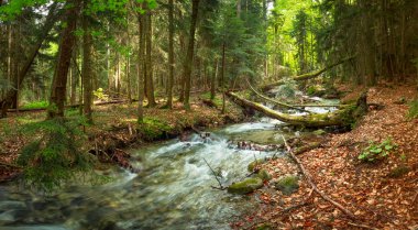 hızlı bir dere, nehir temiz su ile düşmüş ağaç ve taş parlak yaz ormandaki Karaçay-Çerkes Cumhuriyeti, Dombai geçiyor