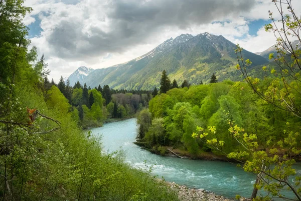 Rivière Teberda Dans République Karachay Tcherkess Dombai Entourée Arbres Verts — Photo