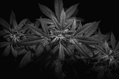 Kenevir bitkisinin en tepesi, marihuana yaprakları, siyah ve beyaz görüntü