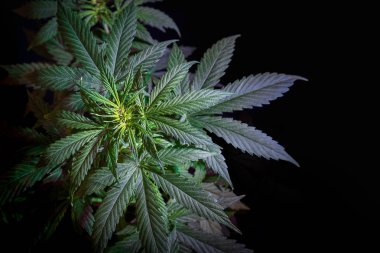 Esrar bitkisinin en üst safhasında, marihuana yaprakları siyah arka planda