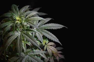 Esrar bitkisinin en üst safhasında, marihuana yaprakları siyah arka planda