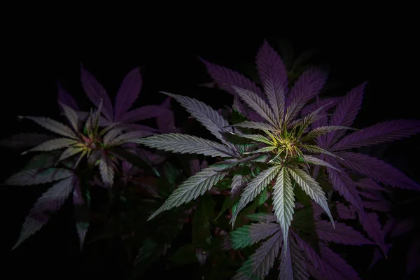 Haut Inflorescence Plante Cannabis Feuilles Marijuana Sur Fond Noir — Photo