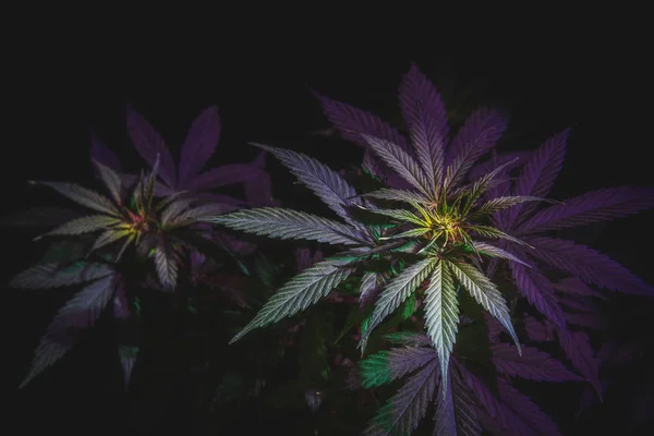 Kannabisznövény Virágzásának Teteje Marihuána Levelek Sötét Háttérrel Színezett Kép — Stock Fotó