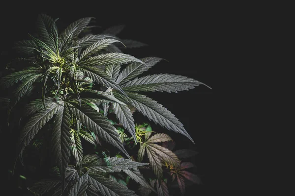 Vrchol Květenství Rostliny Konopí Listy Marihuany Tmavém Pozadí Tónovaný Obraz — Stock fotografie