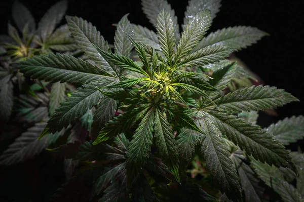 Vrchol Květenství Rostliny Konopí Marihuana Listy Černém Pozadí — Stock fotografie