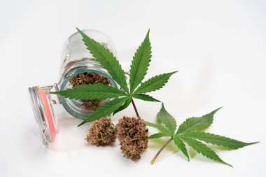 Olgun kenevir tomurcukları beyaz arka planda marihuana yapraklarının yanındaki cam kavanozdan yayılmış.