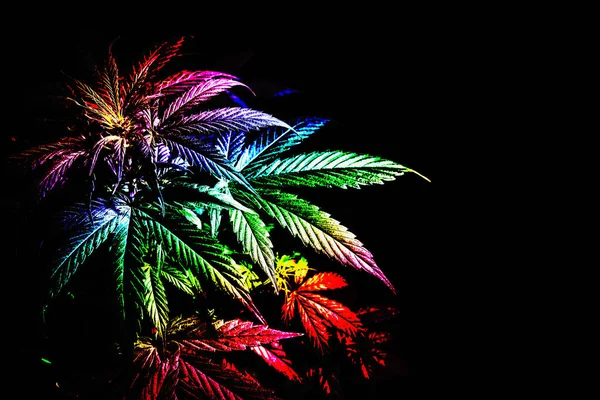 Cannabis Plant Leaves Rainbow Color Abstract Image Black Background — Stock Photo, Image