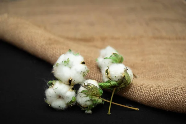 Rijpe Katoenen Toppen Close Een Zwarte Achtergrond Naast Jute Stof — Stockfoto