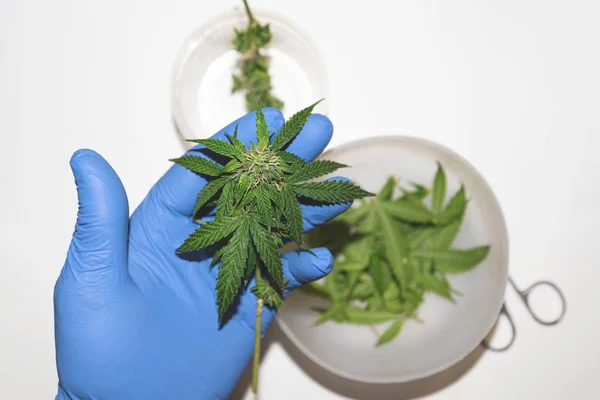 Hand Blue Medical Glove Holds Cannabis Branch Buds Top View — 스톡 사진