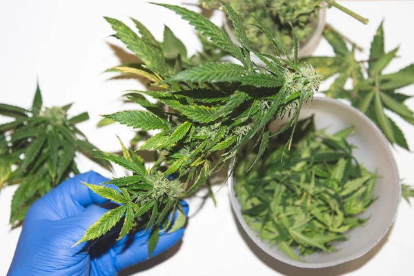 Kéz Egy Kék Orvosi Kesztyű Tartja Egy Ága Cannabis Rügyek — Stock Fotó