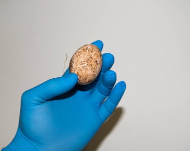 Mavi eldivenli el beyaz arka planda kirli bir tavuk yumurtası tutuyor.