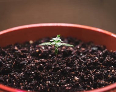 Kenevirden taze yeşil filiz