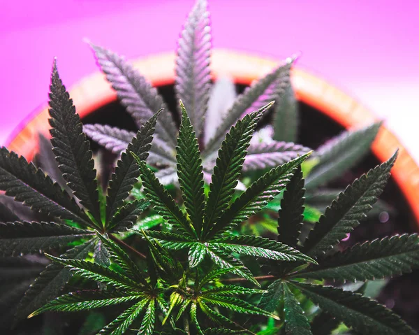 Arbusto Cannabis Vista Superior Com Folhas Tonificadas — Fotografia de Stock