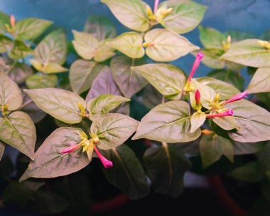 Çiçek tomurcuklu Mirabilis bitkisi, bitki örtüsü arkaplan görüntüsünün altında büyür.