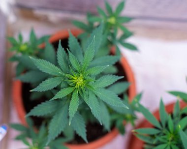 Sativa Bush marihuanası evdeki saksıda yetişir.